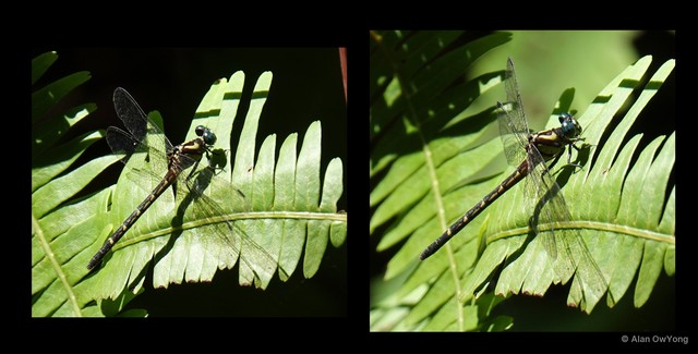 Microgomphus chelifer • © Alan OwYong • All Rights Reserved