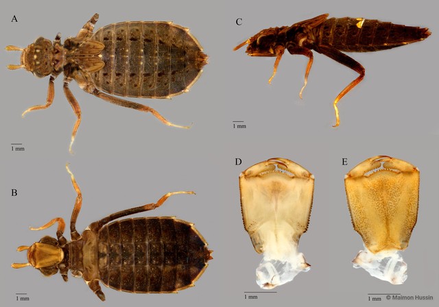 Microgomphus chelifer