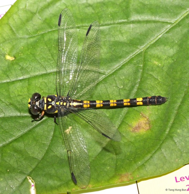 Paragomphus capricornis • © Tang Hung Bun • All Rights Reserved