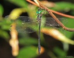 Idionyx yolanda • © Tang Hung Bun • All Rights Reserved