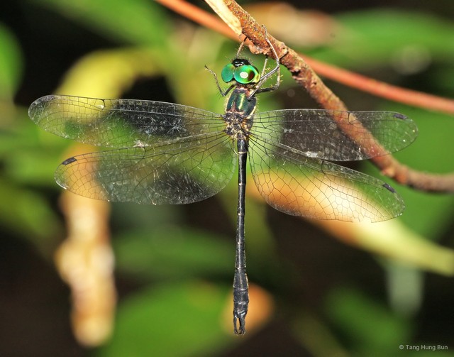Idionyx yolanda • © Tang Hung Bun • All Rights Reserved