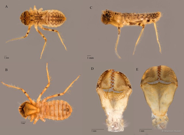 Idionyx yolanda