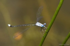 Lestes decipiens