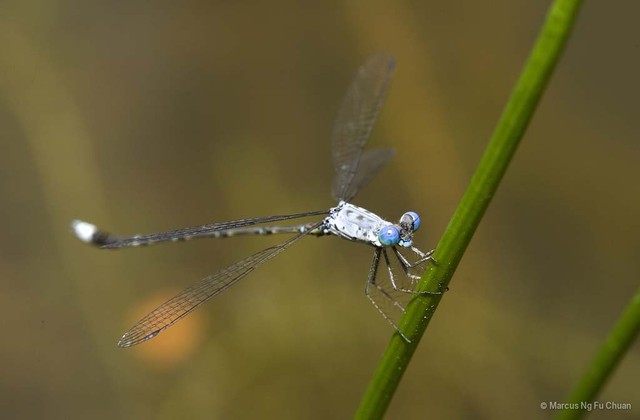 Lestes decipiens • © Marcus Ng Fu Chuan • All Rights Reserved