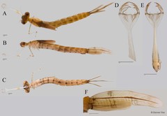 Lestes decipiens • © Darren Yeo • All Rights Reserved