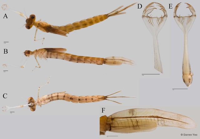 Lestes decipiens