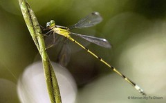 Orolestes wallacei (Kirby, 1889)