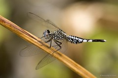 Acisoma panorpoides