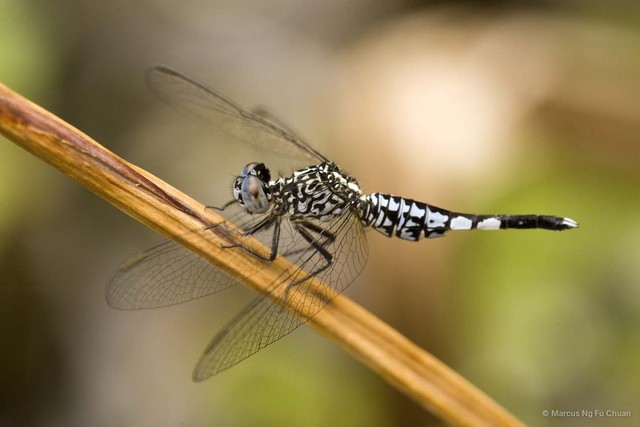 Acisoma panorpoides • © Marcus Ng Fu Chuan • All Rights Reserved