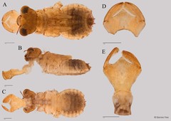 Acisoma panorpoides • © Darren Yeo • All Rights Reserved