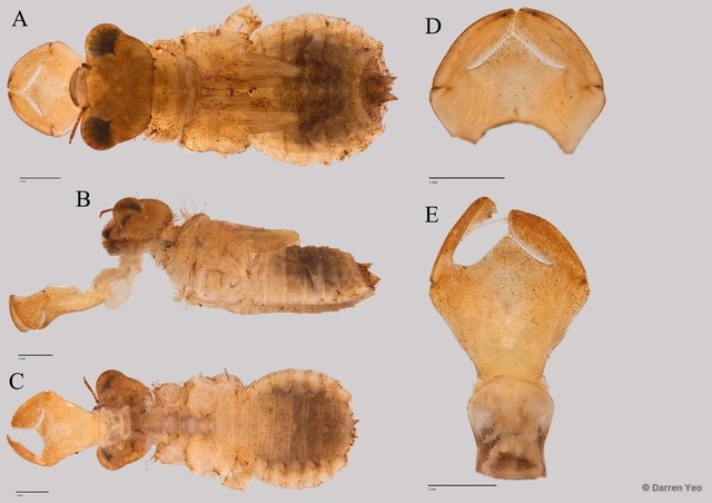 Acisoma panorpoides