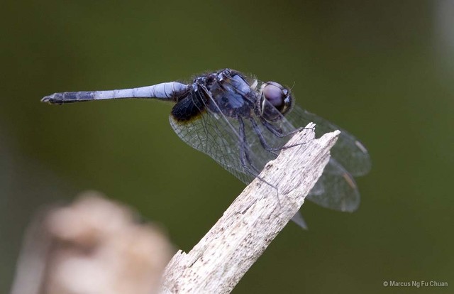 Aethriamanta aethra • © Marcus Ng Fu Chuan • All Rights Reserved