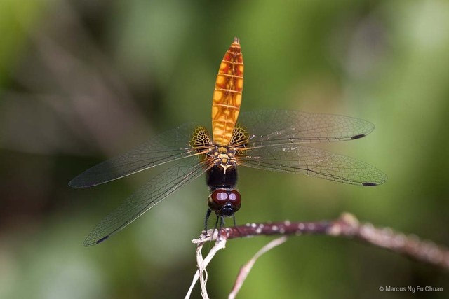 Aethriamanta brevipennis • © Marcus Ng Fu Chuan • All Rights Reserved