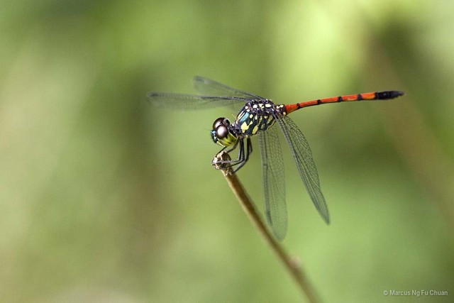 Agrionoptera insignis • © Marcus Ng Fu Chuan • All Rights Reserved