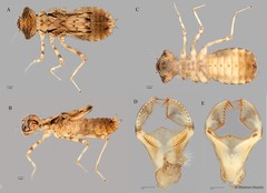 Agrionoptera insignis • © Maimon Hussin • All Rights Reserved