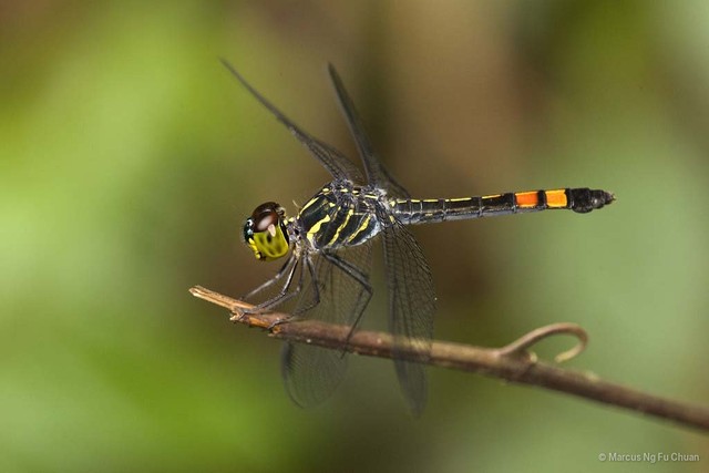 Agrionoptera sexlineata • © Marcus Ng Fu Chuan • All Rights Reserved