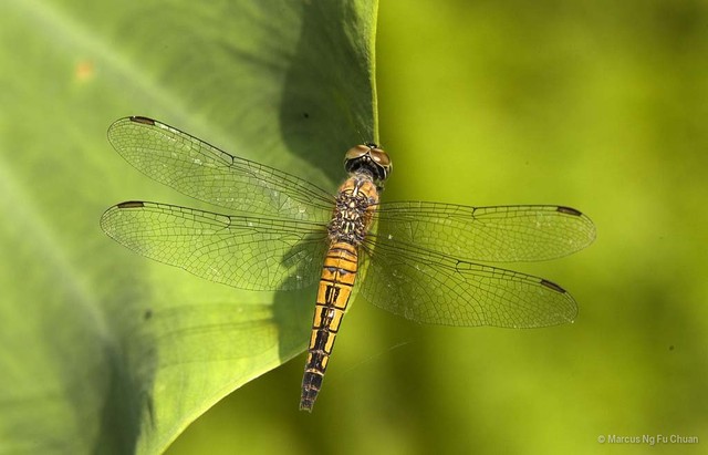 Brachydiplax chalybea • © Marcus Ng Fu Chuan • All Rights Reserved