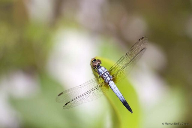 Brachydiplax chalybea