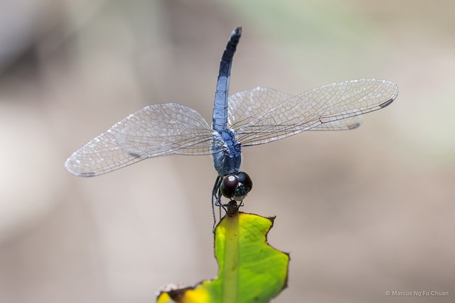 Brachydiplax farinosa • © Marcus Ng Fu Chuan • All Rights Reserved