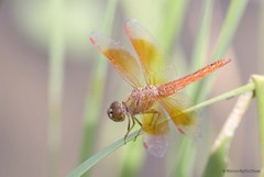 Brachythemis contaminata • © Marcus Ng Fu Chuan • All Rights Reserved