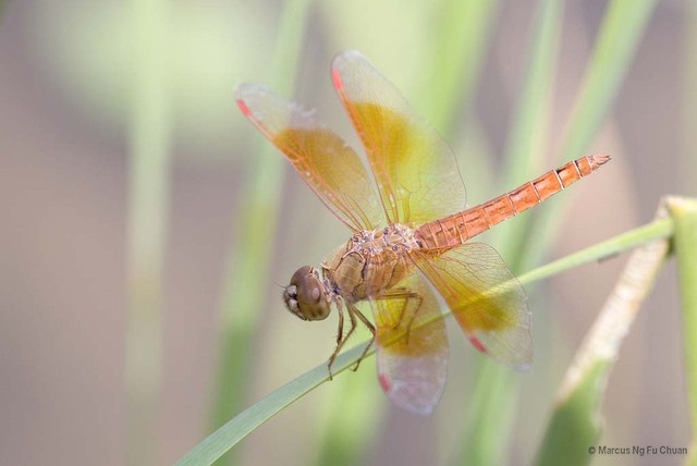 Brachythemis contaminata • © Marcus Ng Fu Chuan • All Rights Reserved