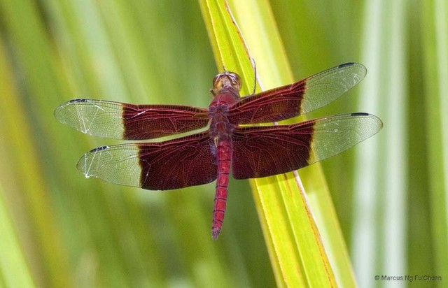 Camacinia gigantea • © Marcus Ng Fu Chuan • All Rights Reserved