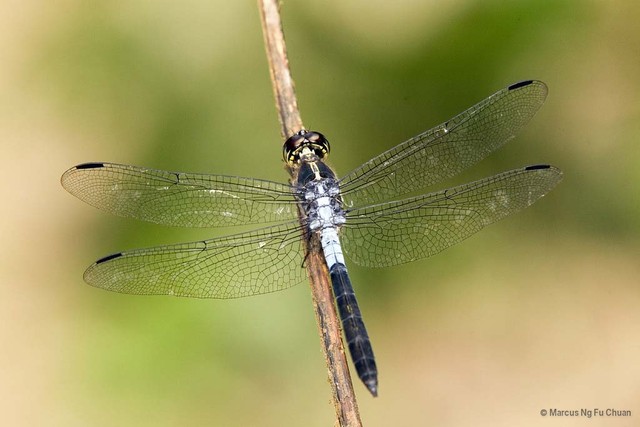 Cratilla lineata • © Marcus Ng Fu Chuan • All Rights Reserved
