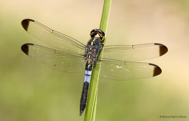 Cratilla metallica • © Marcus Ng Fu Chuan • All Rights Reserved