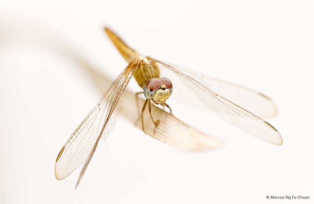 Crocothemis servilia • © Marcus Ng Fu Chuan • All Rights Reserved