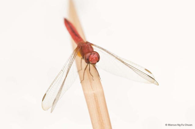 Crocothemis servilia