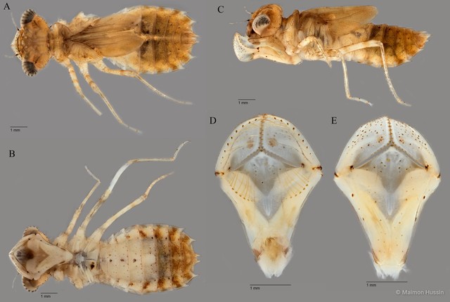 Diplacodes nebulosa