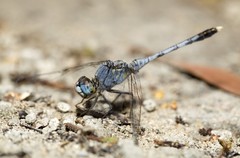 Diplacodes trivialis