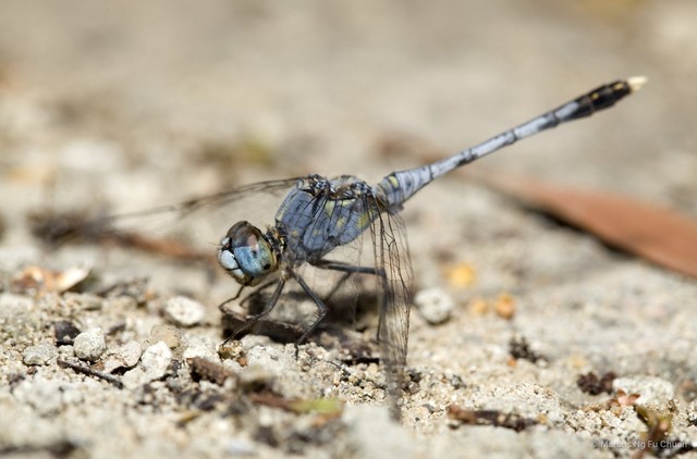 Diplacodes trivialis • © Marcus Ng Fu Chuan • All Rights Reserved