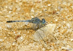 Diplacodes trivialis • © Tang Hung Bun • All Rights Reserved