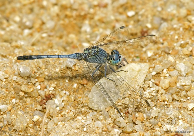 Diplacodes trivialis