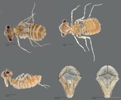 Diplacodes trivialis • © Maimon Hussin • All Rights Reserved