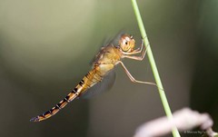 Hydrobasileus croceus • © Marcus Ng Fu Chuan • All Rights Reserved