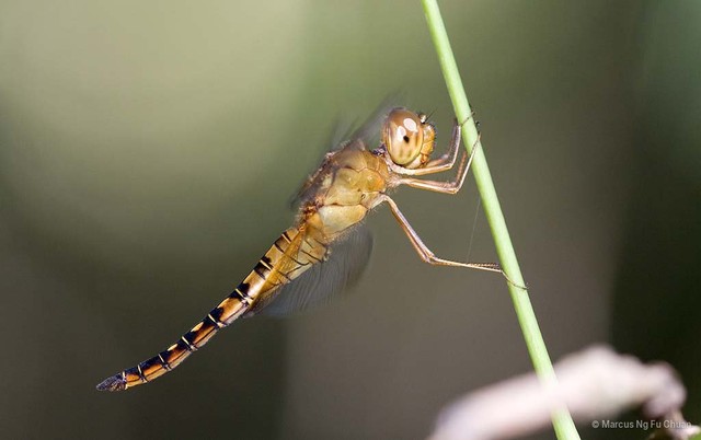 Hydrobasileus croceus • © Marcus Ng Fu Chuan • All Rights Reserved