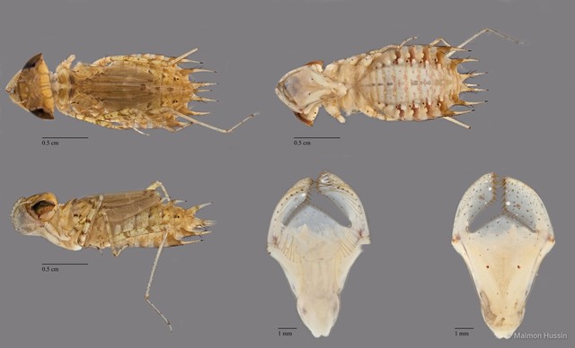 Hydrobasileus croceus