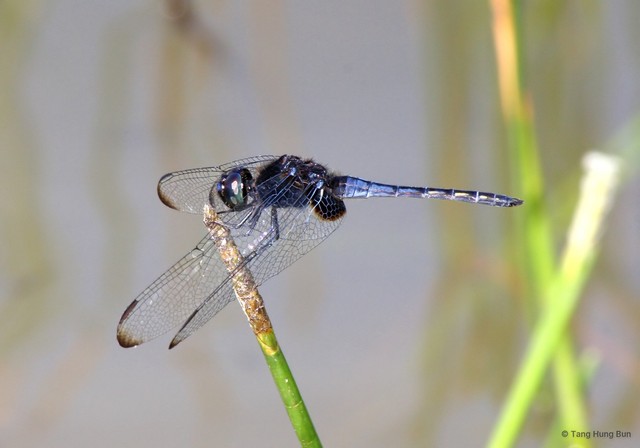 Indothemis limbata • © Tang Hung Bun • All Rights Reserved