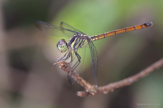 Lathrecista asiatica • © Marcus Ng Fu Chuan • All Rights Reserved