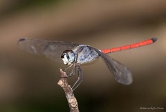 Lathrecista asiatica • © Marcus Ng Fu Chuan • All Rights Reserved