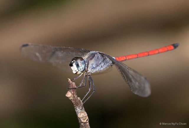 Lathrecista asiatica