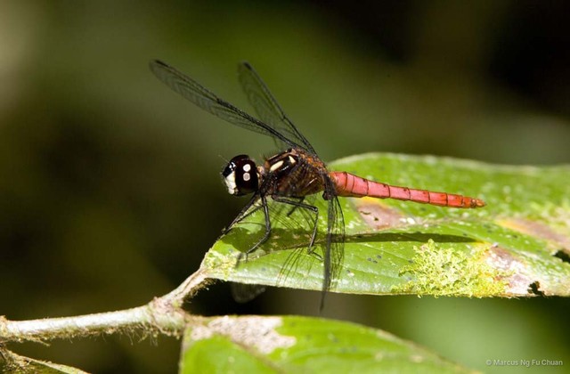 Lyriothemis cleis • © Marcus Ng Fu Chuan • All Rights Reserved