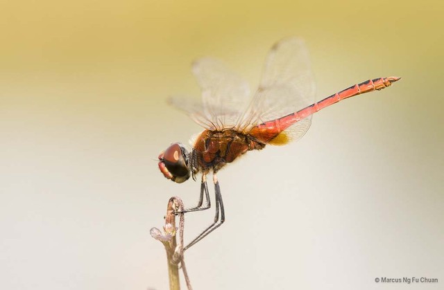 Macrodiplax cora • © Marcus Ng Fu Chuan • All Rights Reserved