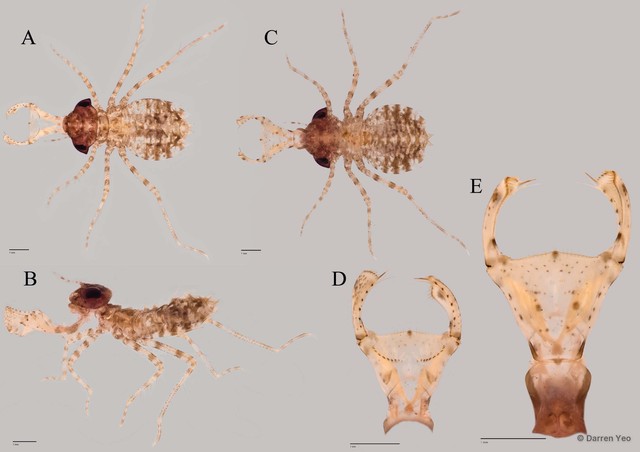 Macrodiplax cora