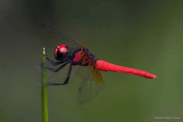 Nannophya pygmaea • © Marcus Ng Fu Chuan • All Rights Reserved