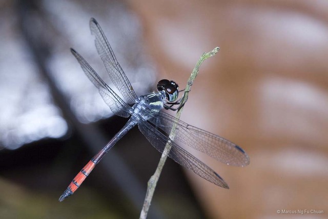 Nesoxenia lineata • © Marcus Ng Fu Chuan • All Rights Reserved