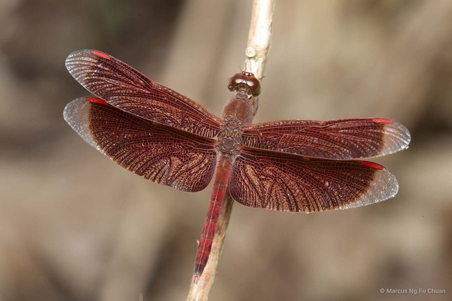 Neurothemis fluctuans • © Marcus Ng Fu Chuan • All Rights Reserved
