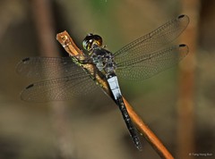 Orchithemis pruinans • © Tang Hung Bun • All Rights Reserved